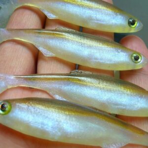 Słonecznica 7cm  (kopytko)