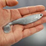 Barwnik Srebrny 25ml